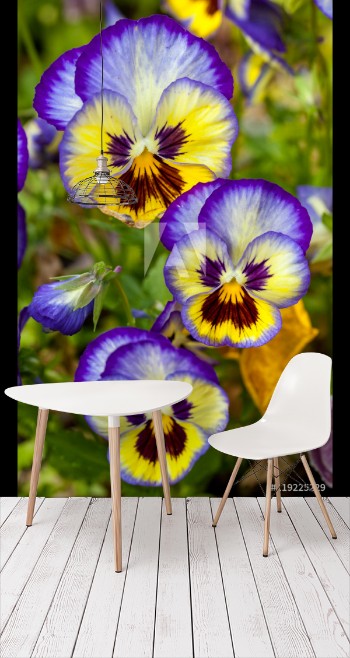 Picture of Blue-yellow pansies